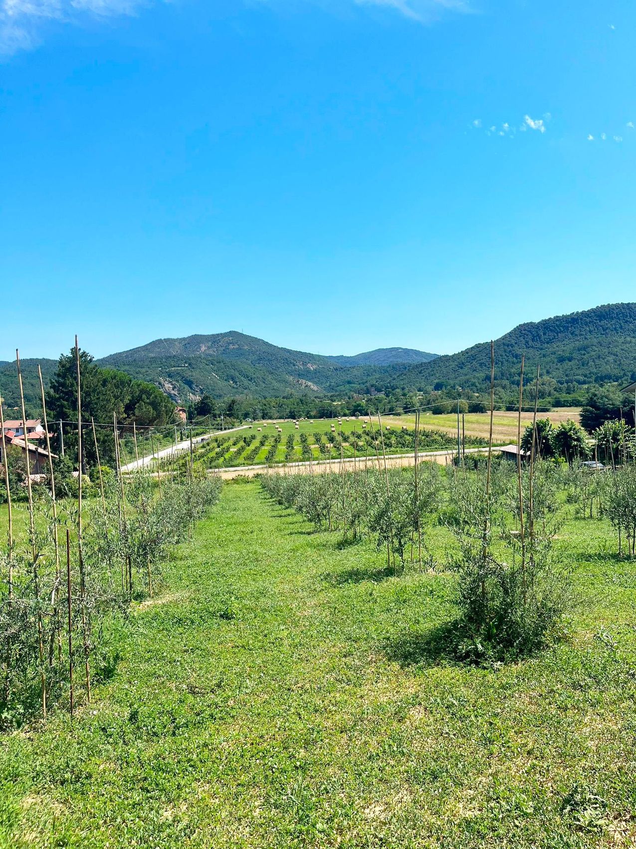 Le colline verdi e i vigneti dell'Alto Monferrato intorno all'agriturismo